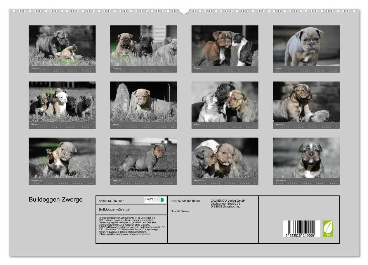 Bild: 9783516149999 | Bulldoggen-Zwerge (hochwertiger Premium Wandkalender 2026 DIN A2...