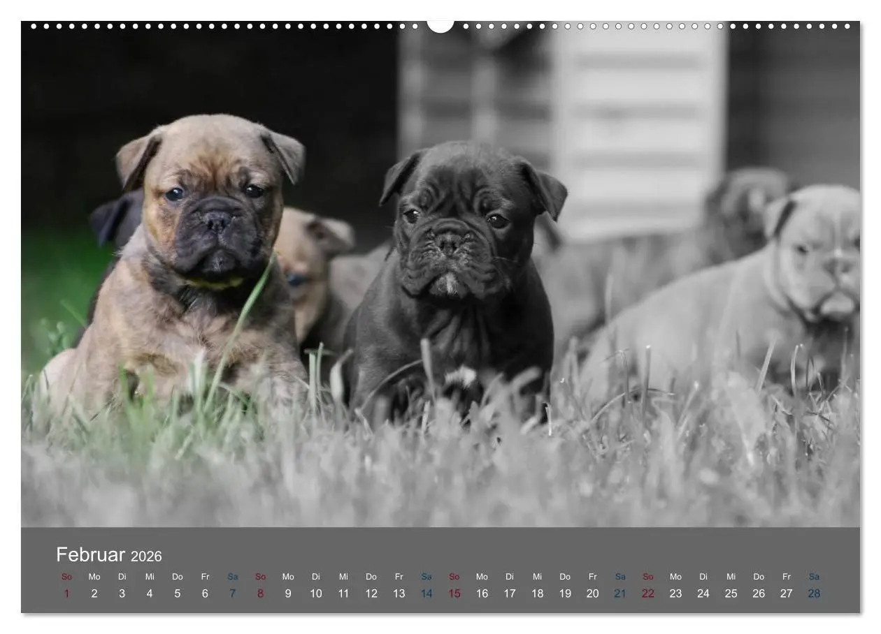 Bild: 9783516149999 | Bulldoggen-Zwerge (hochwertiger Premium Wandkalender 2026 DIN A2...
