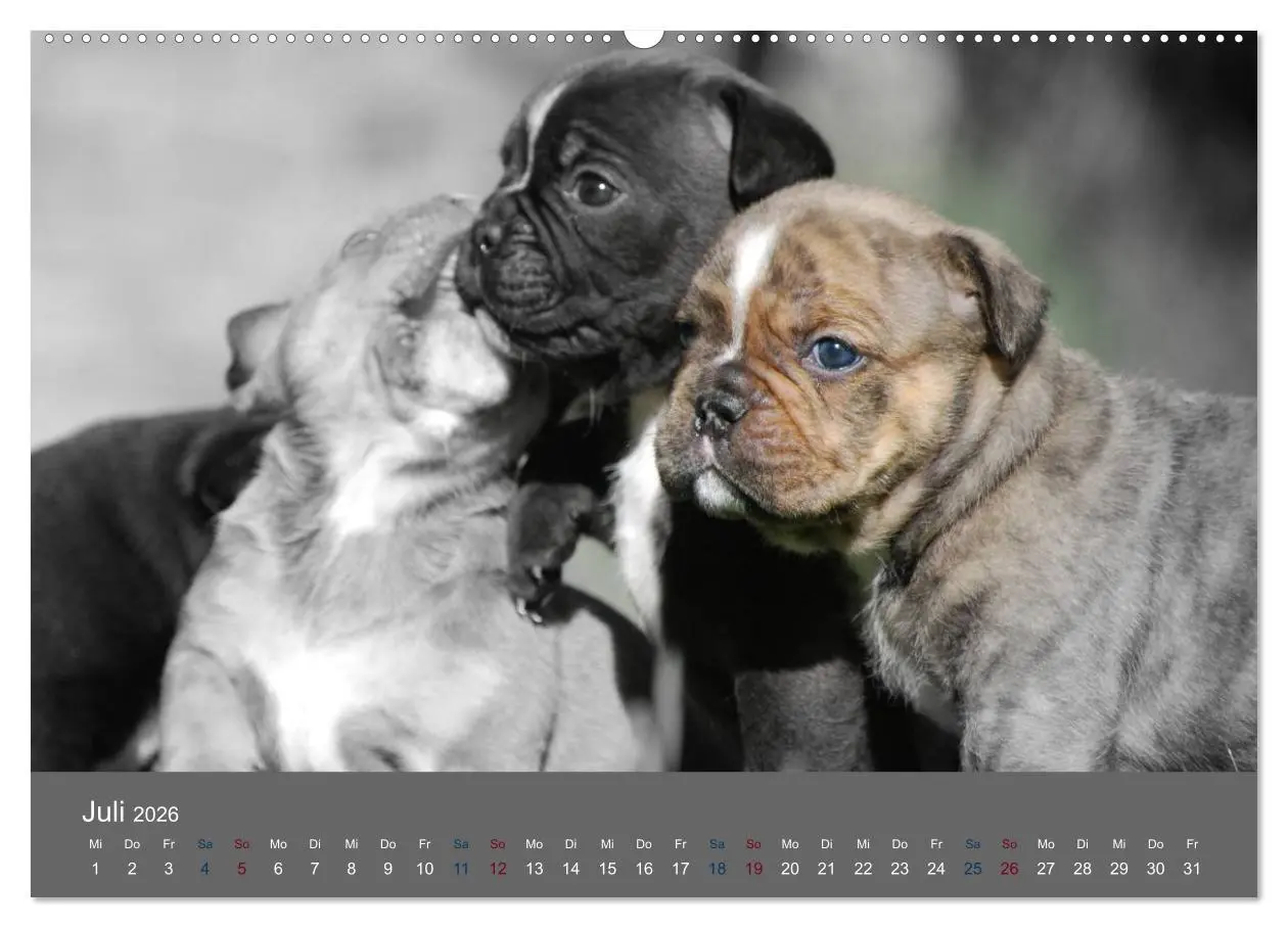 Bild: 9783516149999 | Bulldoggen-Zwerge (hochwertiger Premium Wandkalender 2026 DIN A2...