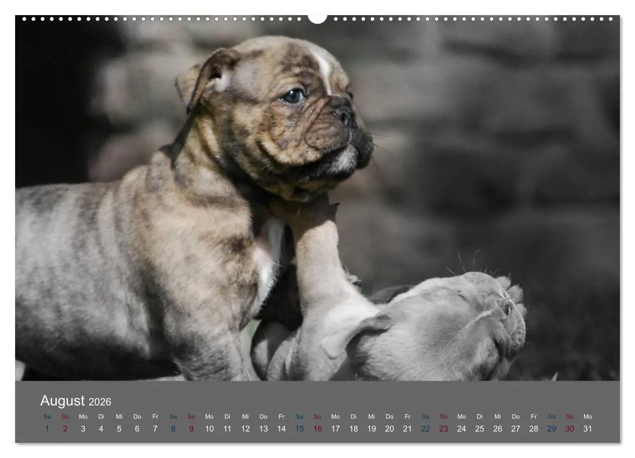 Bild: 9783516149999 | Bulldoggen-Zwerge (hochwertiger Premium Wandkalender 2026 DIN A2...